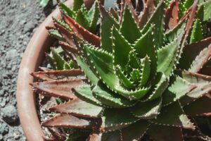 Green Plant on Brown Clay Pot